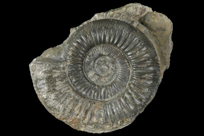 Dactylioceras Ammonite Fossil - England #100470